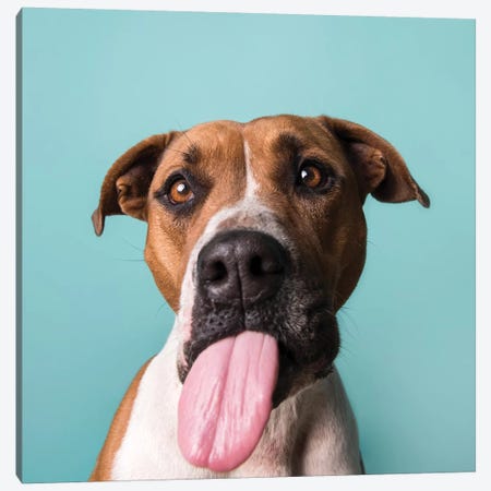Blair The Rescue Dog, Tongue Out Canvas Print #SGM16} by Sophie Gamand Art Print