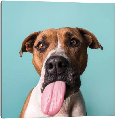 Blair The Rescue Dog, Tongue Out Canvas Art Print - Rescue Dog Art