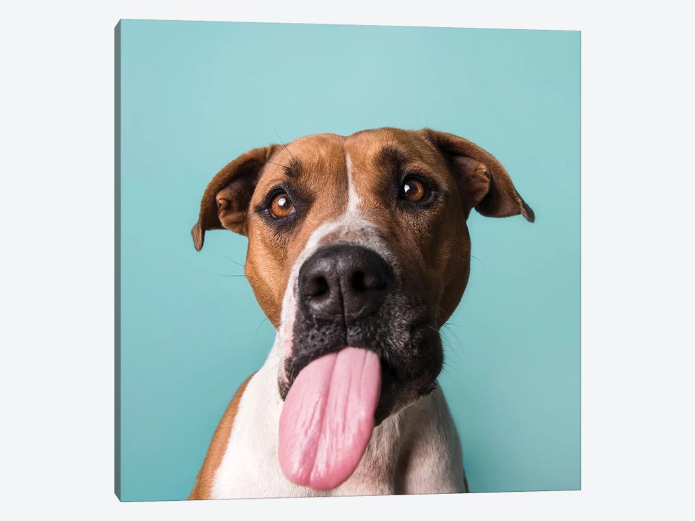 Blair The Rescue Dog, Tongue Out by Sophie Gamand 1-piece Canvas Artwork