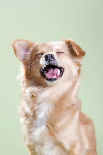 Mutts: Blondie The Rescue Dog by Sophie Gamand