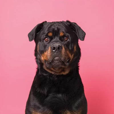 Bo The Rescue Dog, Serious by Sophie Gamand framed wall art