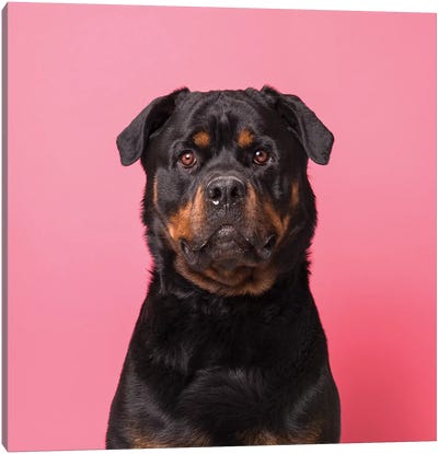 Bo The Rescue Dog, Serious Canvas Art Print - Rottweilers