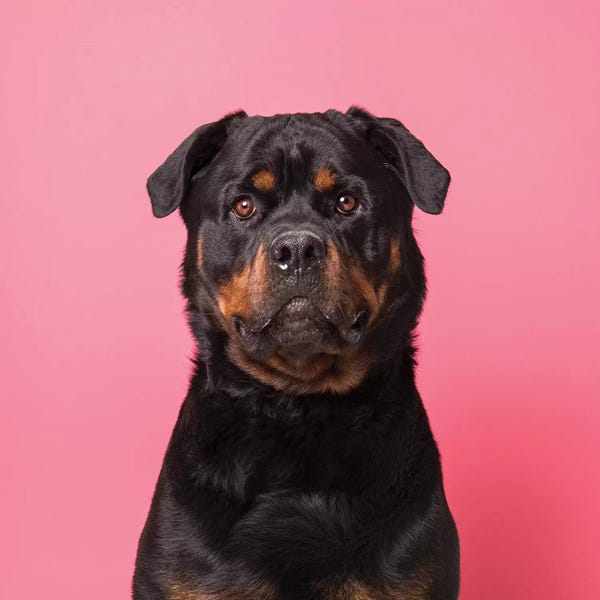 Rottweilers: Bo The Rescue Dog, Serious by Sophie Gamand