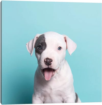 Ahoy The Rescue Puppy Canvas Art Print - Animal & Pet Photography