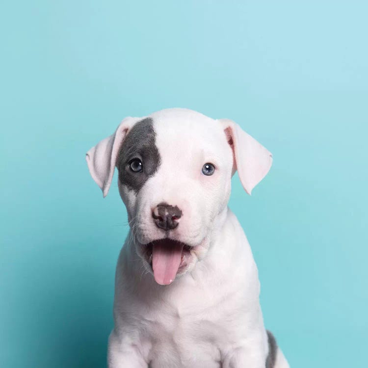 Ahoy The Rescue Puppy by Sophie Gamand wall art