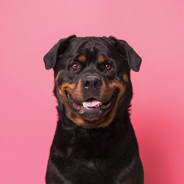 Bo The Rescue Dog, Smiling