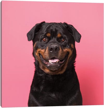 Bo The Rescue Dog, Smiling Canvas Art Print - Rottweiler Art