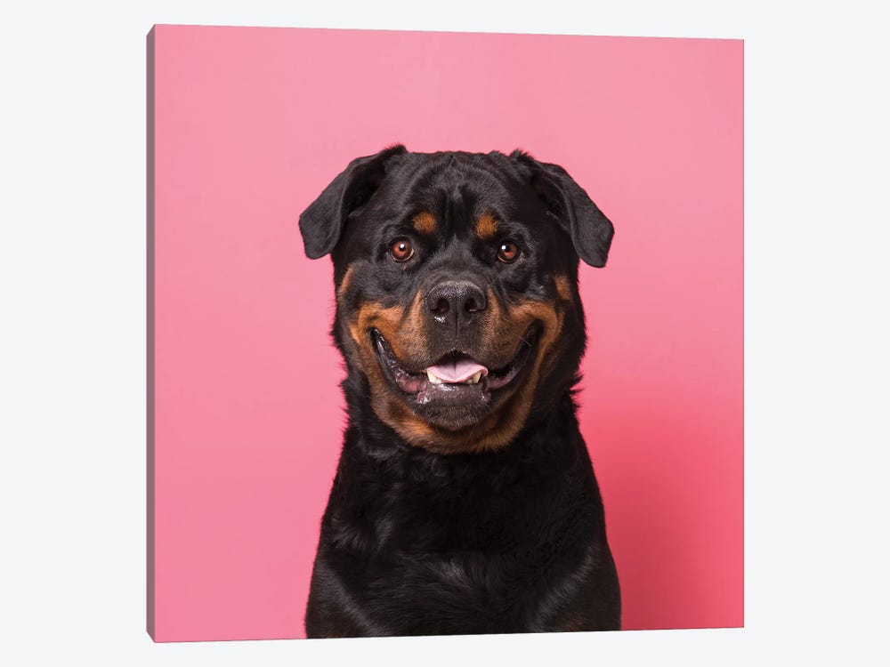 Bo The Rescue Dog, Smiling by Sophie Gamand 1-piece Canvas Print