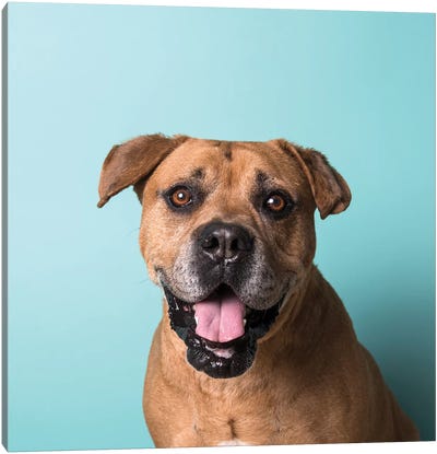 Booger The Rescue Dog Canvas Art Print - Pit Bull Art