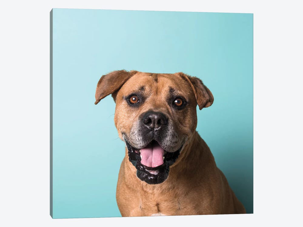 Booger The Rescue Dog by Sophie Gamand 1-piece Canvas Artwork