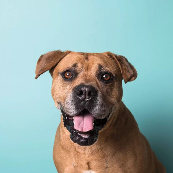 Rescue Dogs: Booger The Rescue Dog by Sophie Gamand