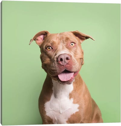 Boss The Rescue Dog Canvas Art Print - Pit Bull Art