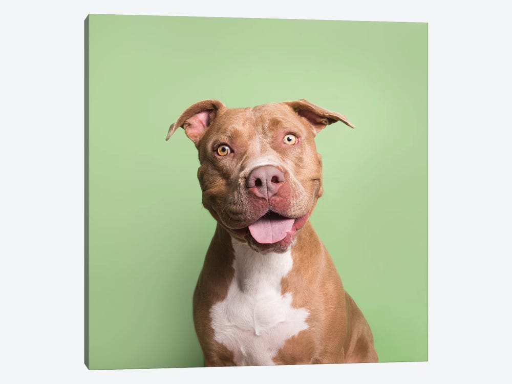 Boss The Rescue Dog by Sophie Gamand 1-piece Canvas Print
