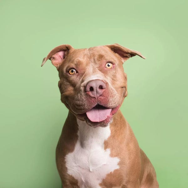 Rescue Dogs: Boss The Rescue Dog by Sophie Gamand