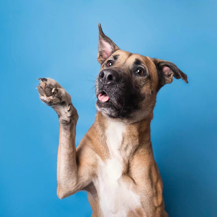 Brandi The Rescue Dog by Sophie Gamand wall art