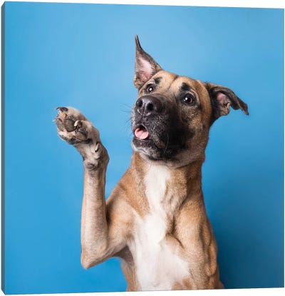 Brandi The Rescue Dog Canvas Art Print - Staffordshire Bull Terrier Art