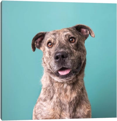 Bruno The Rescue Dog Canvas Art Print - Rescue Dog Art