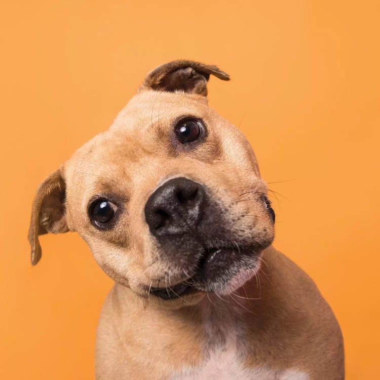 Bubba The Rescue Dog by Sophie Gamand wall art
