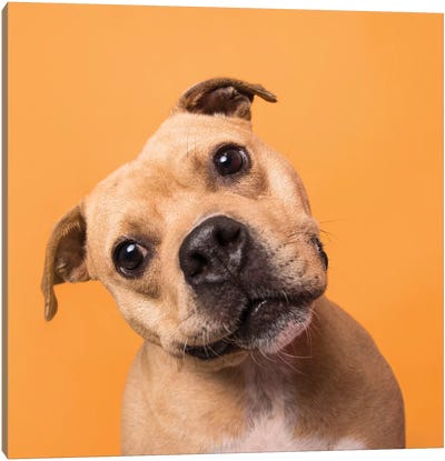 Bubba The Rescue Dog Canvas Art Print - Staffordshire Bull Terrier Art