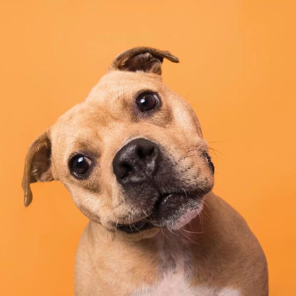 Rescue Dogs: Bubba The Rescue Dog by Sophie Gamand