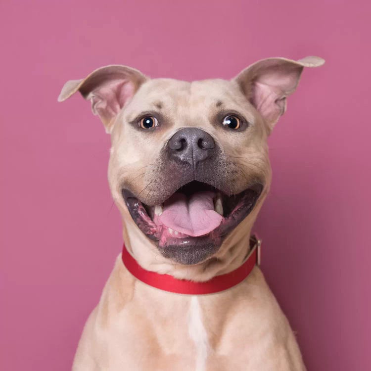 Bullet The Rescue Dog, Laughing