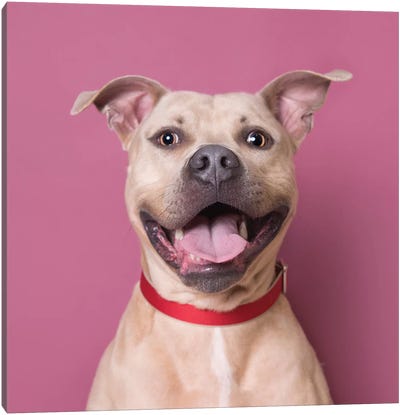 Bullet The Rescue Dog, Laughing Canvas Art Print - Pit Bull Art