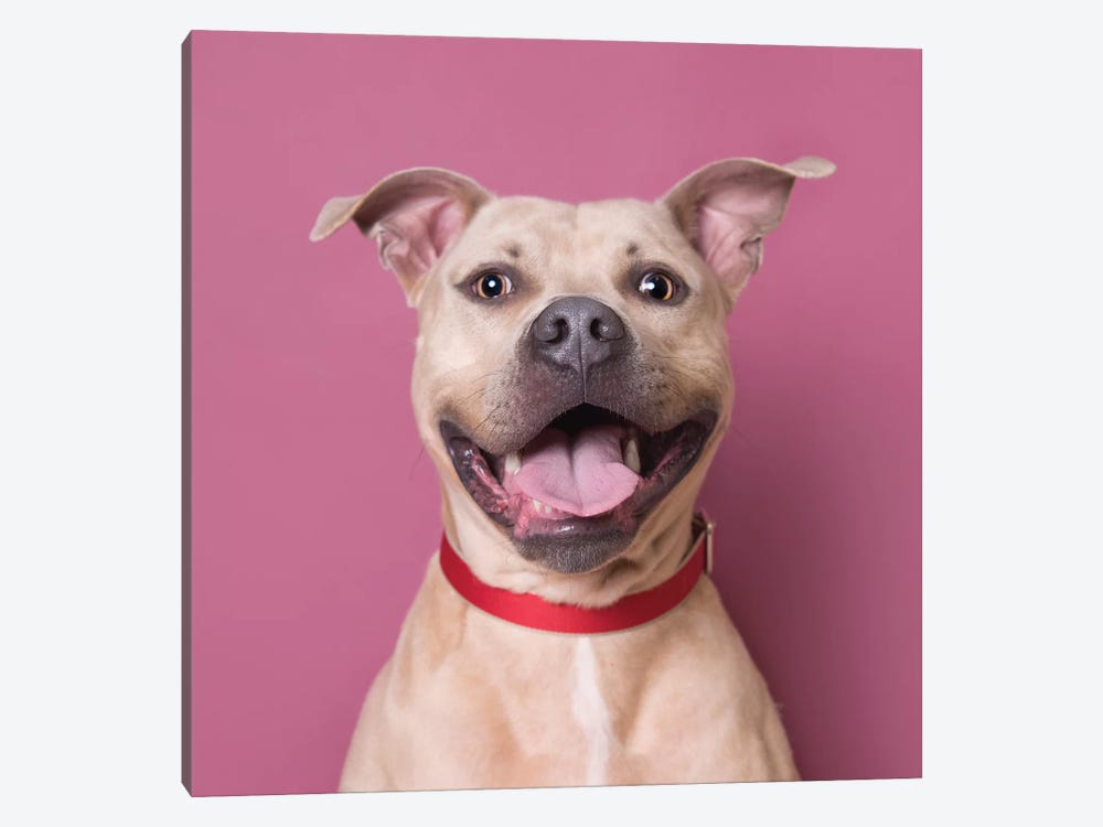 Bullet The Rescue Dog, Laughing by Sophie Gamand 1-piece Canvas Print