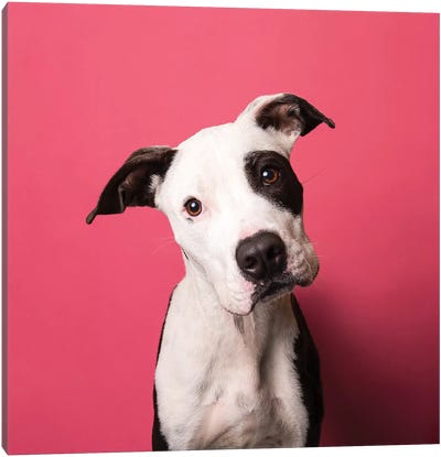 Bullet The Rescue Puppy Canvas Art Print - Rescue Dog Art