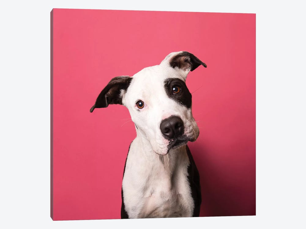Bullet The Rescue Puppy by Sophie Gamand 1-piece Canvas Artwork
