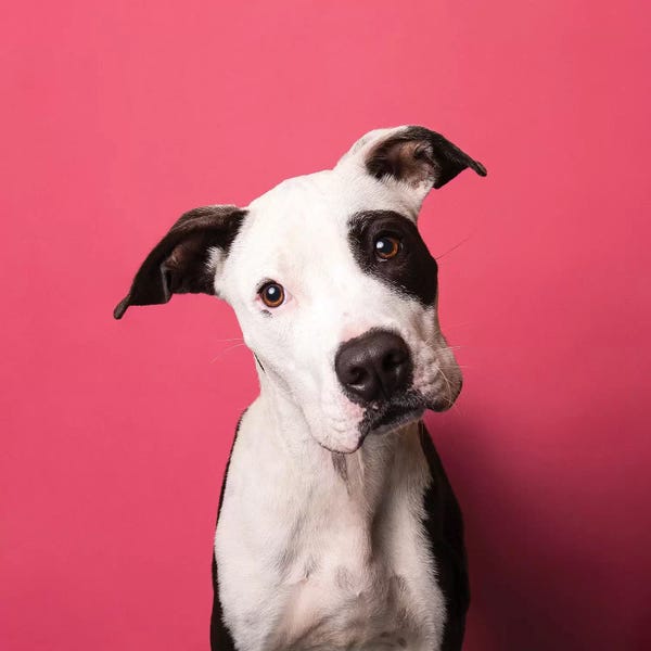 American Staffordshire Terriers: Bullet The Rescue Puppy by Sophie Gamand