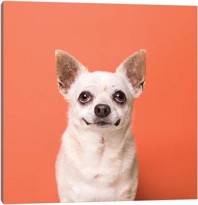 Carlos The Rescue Dog Canvas Art Print - Chihuahua Art