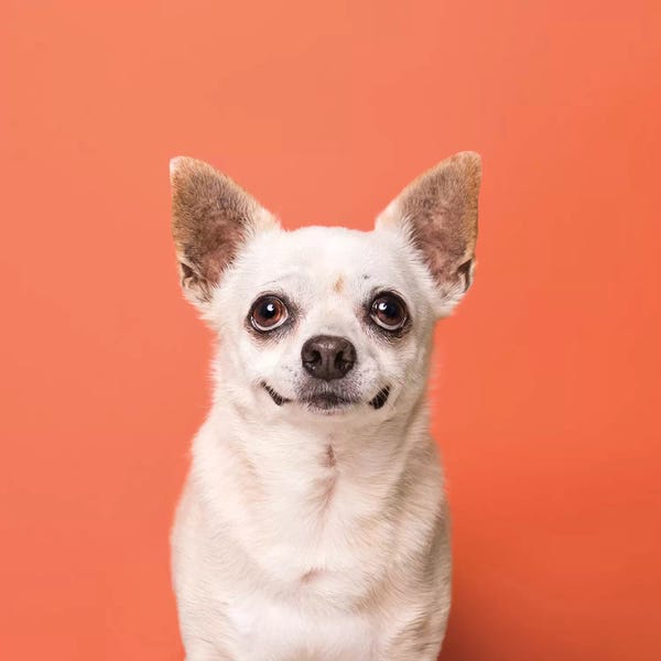 Carlos The Rescue Dog