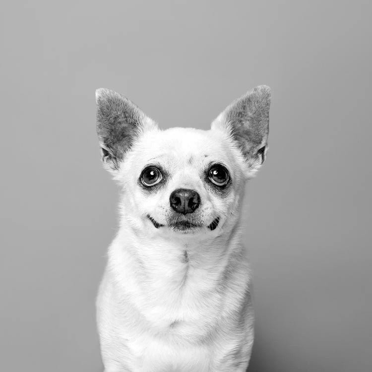 Carlos The Rescue Dog, Black & White