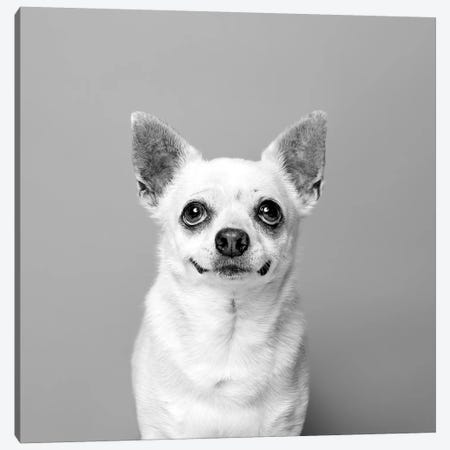 Carlos The Rescue Dog, Black & White Canvas Print #SGM29} by Sophie Gamand Canvas Print