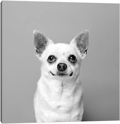 Carlos The Rescue Dog, Black & White Canvas Art Print - Rescue Dog Art