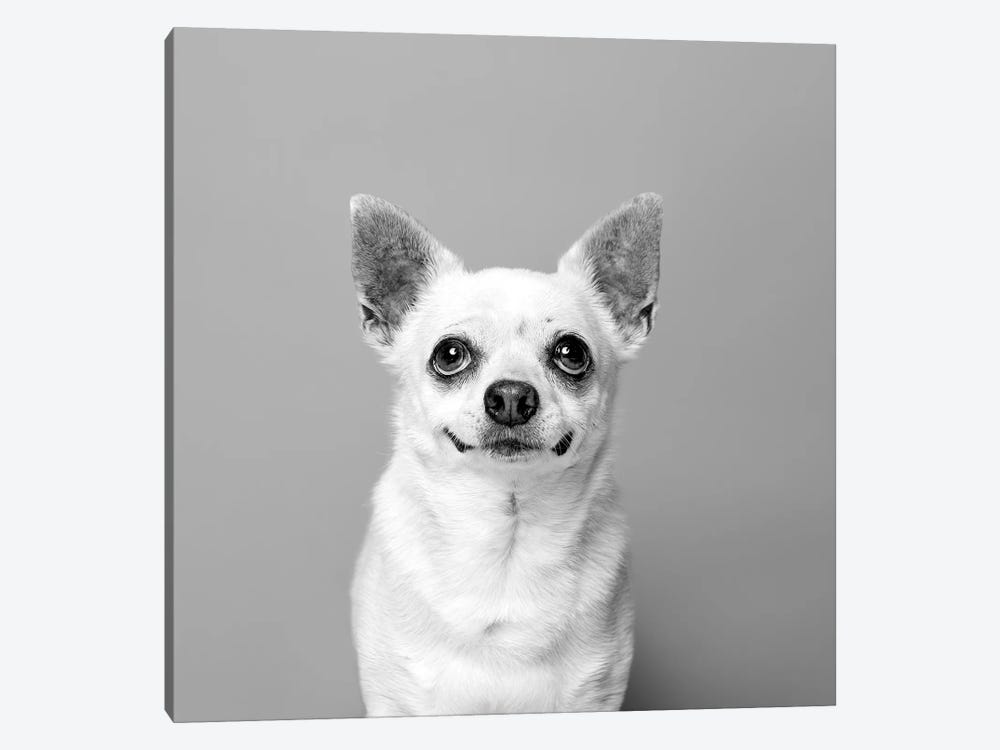Carlos The Rescue Dog, Black & White by Sophie Gamand 1-piece Canvas Artwork