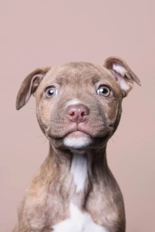 Akoni The Rescue Puppy by Sophie Gamand wall art