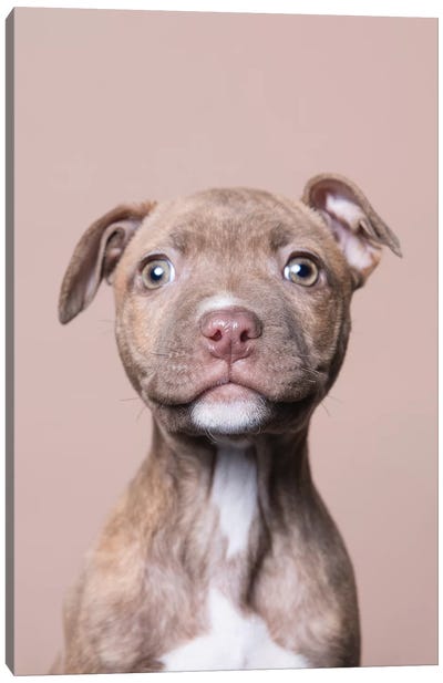 Akoni The Rescue Puppy Canvas Art Print - American Pit Bull Terriers