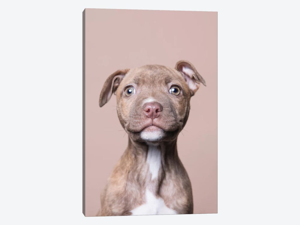 Akoni The Rescue Puppy by Sophie Gamand 1-piece Canvas Print