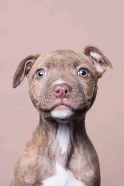 Rescue Dogs: Akoni The Rescue Puppy by Sophie Gamand