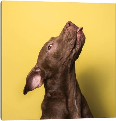 Champ The Rescue Dog Canvas Art Print - Staffordshire Bull Terrier Art