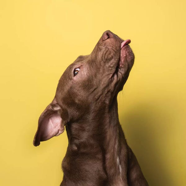 Rescue Dogs: Champ The Rescue Dog by Sophie Gamand