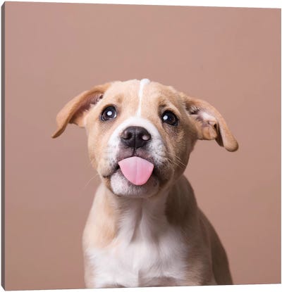 Chandler The Rescue Puppy Canvas Art Print - Staffordshire Bull Terrier Art