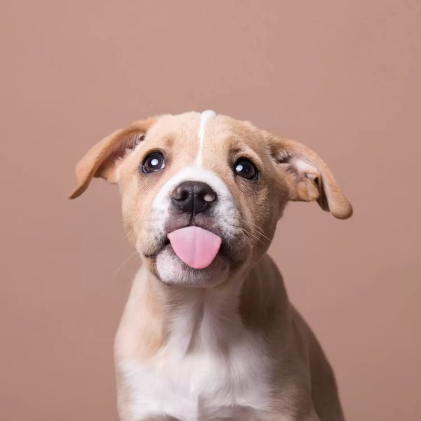American Staffordshire Terriers: Chandler The Rescue Puppy by Sophie Gamand