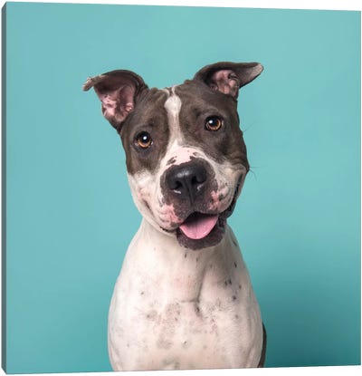Charger The Rescue Dog Canvas Art Print - Pit Bull Art