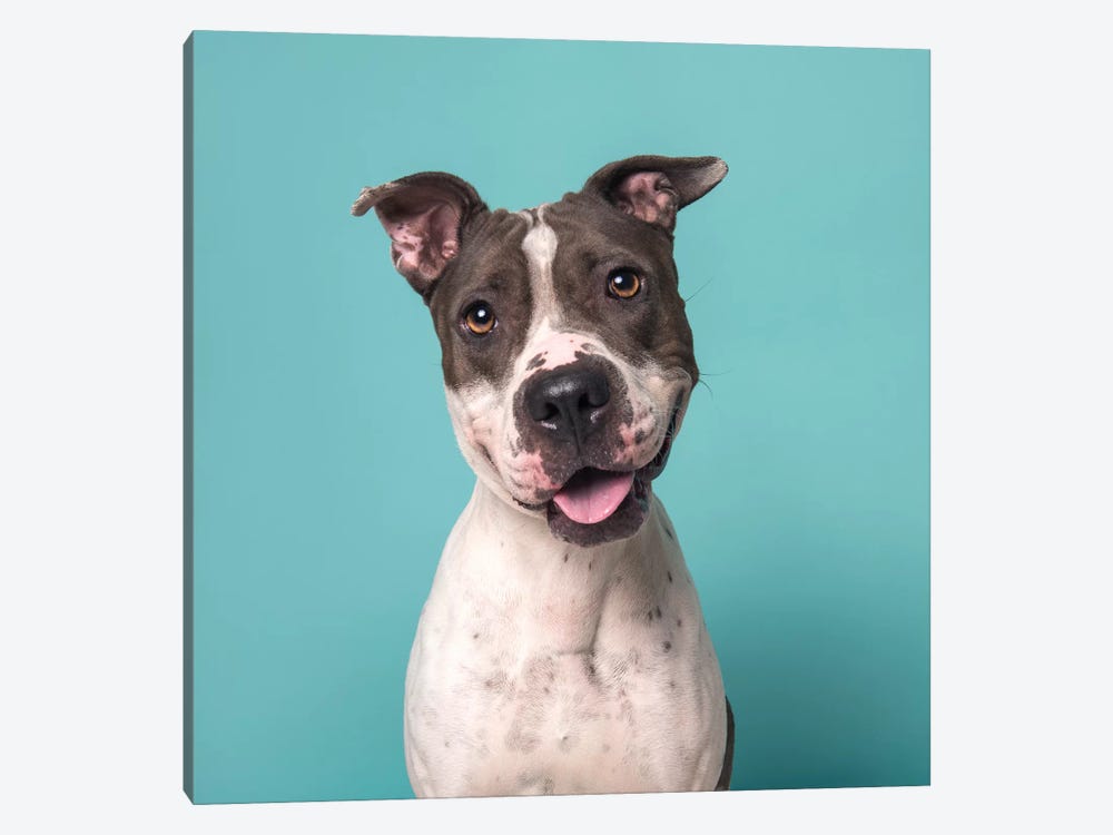 Charger The Rescue Dog by Sophie Gamand 1-piece Canvas Wall Art