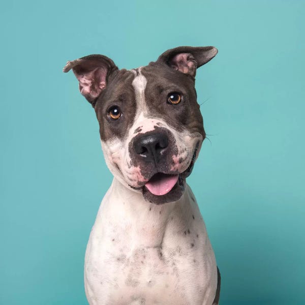 American Staffordshire Terriers: Charger The Rescue Dog by Sophie Gamand