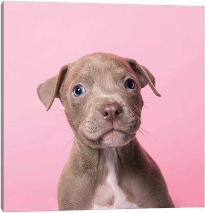 Cheeto The Rescue Puppy Canvas Art Print - American Pit Bull Terriers