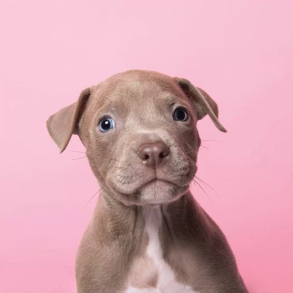 Pit Bulls: Cheeto The Rescue Puppy by Sophie Gamand