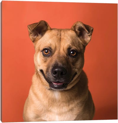 Chokobell The Rescue Dog Canvas Art Print - Sophie Gamand